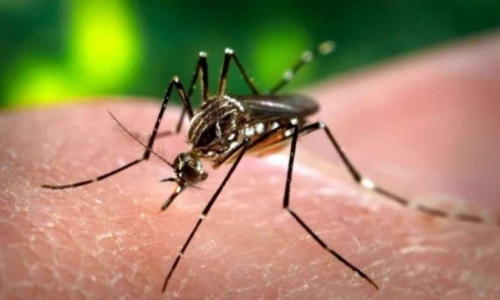 Dengue no Brasil: casos aumentam 100% em 2024, saiba as regiões mais afetadas
