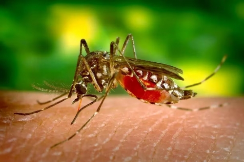 QUEM  MESMO O GENOCIDA? Falta de doses interrompe vacinao contra dengue em JP